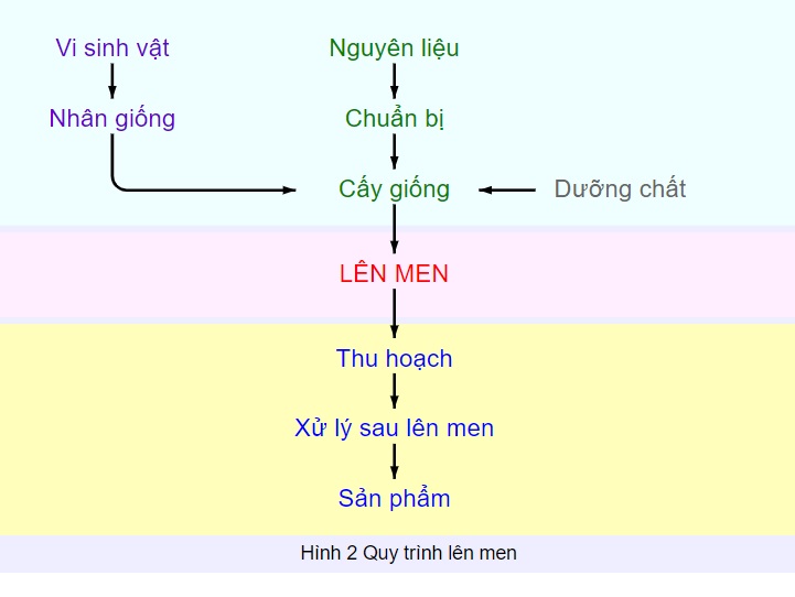 Quy trình lên men