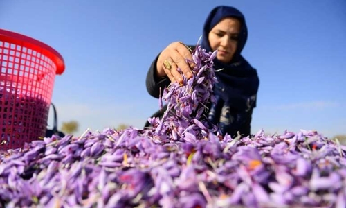 Nhụy hoa nghệ tây Iran