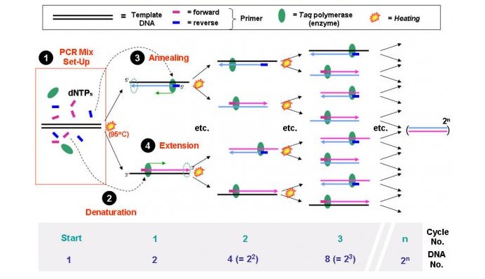 Kỹ Thuật Realtime PCR Trong Sinh Học Phân Tử